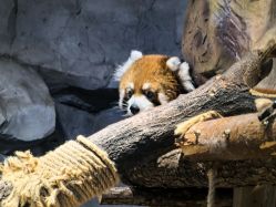 -Zoolung Zoolung动物主题公园(海信广场店)