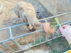 -西霞口神雕山野生动物世界