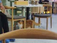 大堂-喵园·猫主题咖啡厅·撸猫·猫咖(国贸店)