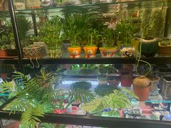-中环花鸟鱼虫市场