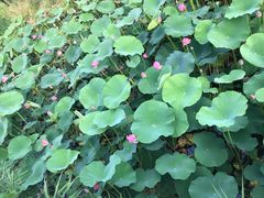 -羊亭河湿地公园