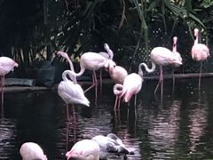 -九龙公园