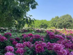 -洛阳市隋唐城遗址植物园