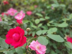 -重庆平顶山公园