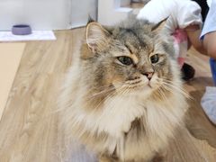 -COLOR PETS 撸猫馆·购猫·猫咖(长风大悦城店)