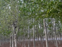 -西青郊野公园