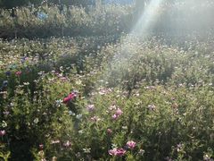 -北京市海淀外国语实验学校