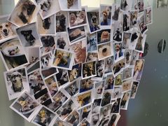 -PETKIT 小佩宠物·低压洗护·美容·寄养(安远店)