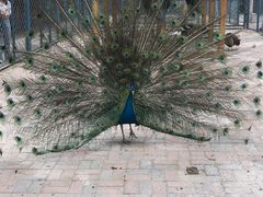 -长白岛森林公园