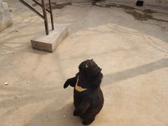 -保定市动物园