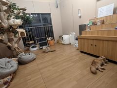 -唐小姐の私宠·宠物洗护美容·撸猫馆·购宠(周浦万达旗舰店)