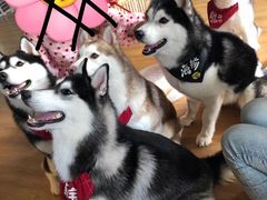 -Husky Go! 哈士奇体验馆·宠物咖啡厅狗咖