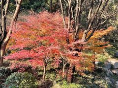 -宝界山林公园