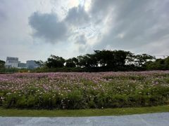 -春花秋色城市公园