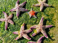 -巧克力渔家.小船海鲜胶东菜(万平口店)