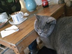 -海边的猫和咖啡馆