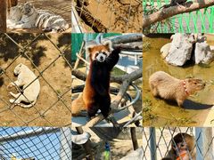 -西霞口神雕山野生动物世界