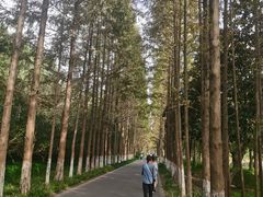 -昆山城市生态森林公园