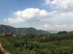 -帐篷客·溪龙茶谷度假酒店