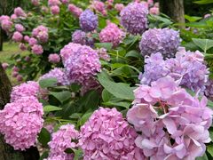 -上海共青森林公园