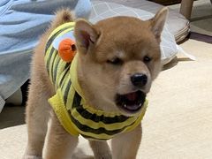 -逗柴咖啡屋·狗咖猫咖宠物桌游
