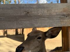 -圣露庄园·露营·烤肉·亲子