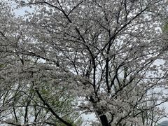 -杭州植物园