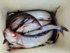 -千岛湖港湾鱼庄