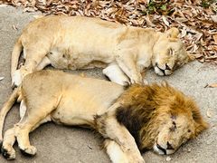 -大连森林动物园