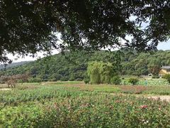 -龙寺生态园