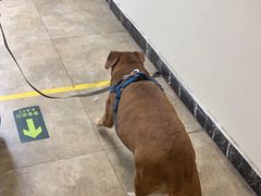 -美联众合动物医院·24h转诊中心