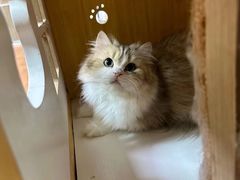 -十月米努特矮脚猫舍