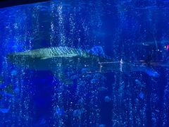 -烟台海昌鲸鲨海洋公园