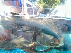 -浔味·山屿湖·正宗淳牌全鱼宴老字号