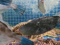 -渔港甄宴·海鲜·地标烟台菜(金沙滩店)