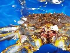 帝王蟹-神洲四海大酒楼(王府井澳门中心店)