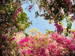 -深圳国际园林花卉博览园