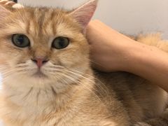 -momokira米努特·德文卷毛猫·棉花面纱犬
