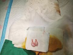 -艾贝尔宠物诊疗