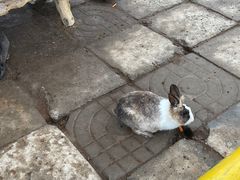 -南宫五洲植物乐园