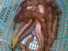 -浪琴湾尾角仔海鲜坊