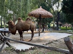 -北京野生动物园