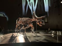 -墨尔本博物馆(Melbourne Museum)