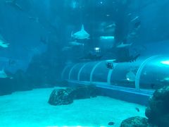 -新加坡海洋生态馆