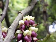 -天鹿湖森林公园