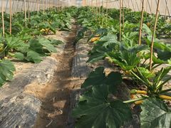 -上膳源有机蔬菜(三泉路店)