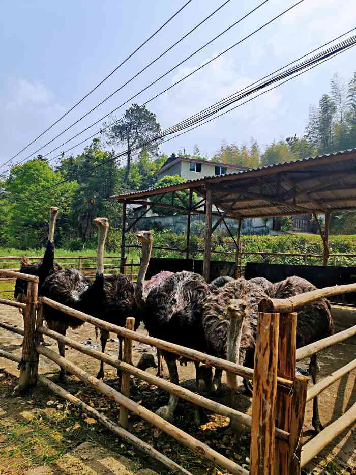 鸵鸟餐厅(桐梓坪店)
