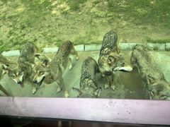 -北京野生动物园