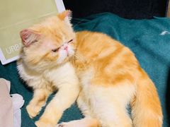 -more than meow吴止猫主题餐厅(承德 中船汇店)