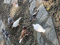 -厦门园林博览苑